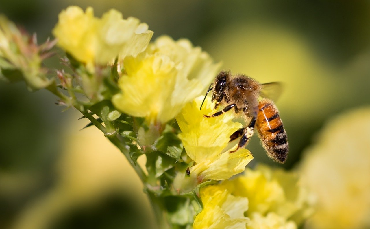 Best Plants for Attracting Pollinators to Your Garden